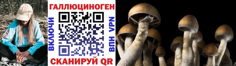 мега как войти  Моздок  darknet наркотические препараты  Галлюциногенные грибы Cubensis 
